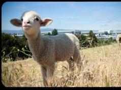 Разъяснение притчи о пастухе и овцах